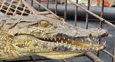 Close-up of a crocodile with its mouth slightly open, revealing sharp teeth. Its textured skin is speckled, and it is behind a metal cage, conveying a sense of captivity.