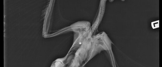 X-ray image of a bird with wings outstretched, showing skeletal structure. A small white circular object is visible near the chest area.