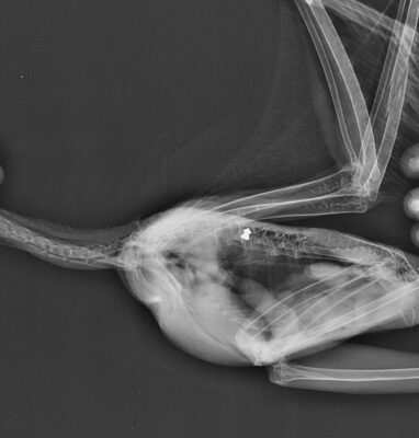 X-ray of a bird with a visible bullet inside its body, showcasing detailed bone structure and faint outlines of internal organs. Somber tone.