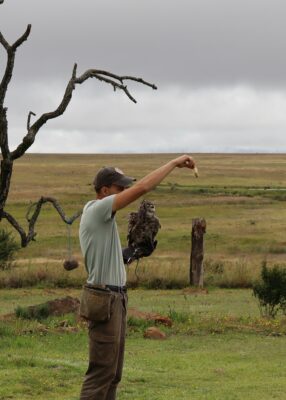 A person in a field holds an owl on their gloved arm, offering food with the other hand. A stark, leafless tree and cloudy sky create a serene backdrop.