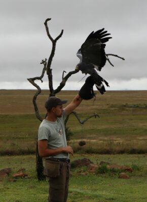 A man stands in a grassy field, wearing a cap and falconry glove, holding a large bird of prey with outstretched wings. A leafless tree is in the background.