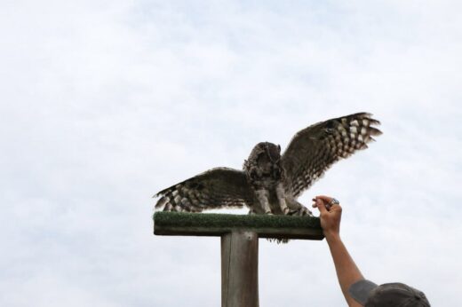 An owl stretches its wings on a wooden perch against a cloudy sky. A person’s hand, wearing a gray sleeve, reaches up as if to feed or train it, creating a serene scene.