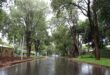 Narrow wet road lined with lush trees on both sides after rain, creating a tranquil, refreshing scene. Soft light, cloudy sky, and no people present.