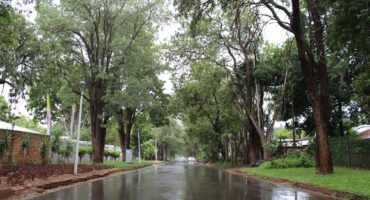 Narrow wet road lined with lush trees on both sides after rain, creating a tranquil, refreshing scene. Soft light, cloudy sky, and no people present.