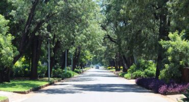 Tree-lined street with lush green foliage and flowerbeds, casting dappled sunlight on the road. A car is visible in the distance, evoking calmness.