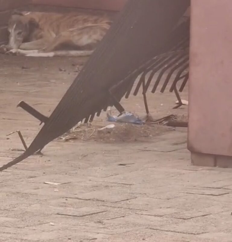 1 van die 32 honde wat op die erf gewoon het.