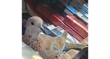 Die duif op haar eiers tussen die sigarette.