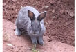 A gray rabbit stands on a dirt path, surrounded by greenery and soft sunlight filtering through the trees.