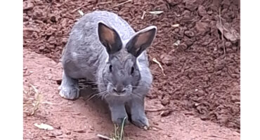 A gray rabbit stands on a dirt path, surrounded by greenery and soft sunlight filtering through the trees.