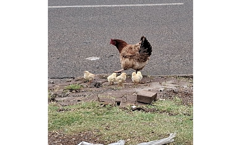 Why did the chicken cross the road?