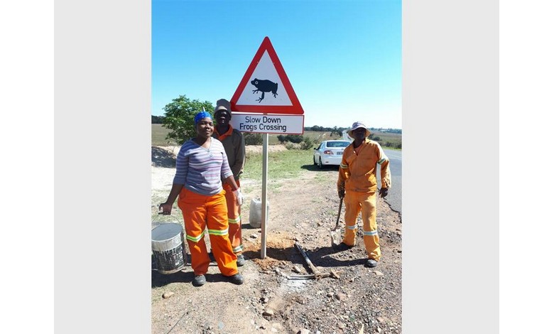 Middelburg's frog crossing.
