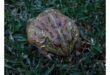 A large, textured brown and green bullfrog sits on green grass. Its bumpy skin and earthy tones blend with the vibrant grass, creating a natural look.