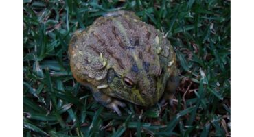 A large, textured brown and green bullfrog sits on green grass. Its bumpy skin and earthy tones blend with the vibrant grass, creating a natural look.
