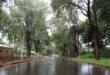 A serene, empty road lined with tall, lush green trees, stretches into the distance on a rainy day. The wet pavement reflects the overcast sky.