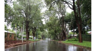 A serene, empty road lined with tall, lush green trees, stretches into the distance on a rainy day. The wet pavement reflects the overcast sky.