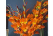 A vibrant bouquet of orange gladiolus flowers with yellow centers against a dark blue wall, conveying energy and warmth.