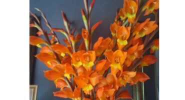 A vibrant bouquet of orange gladiolus flowers with yellow centers against a dark blue wall, conveying energy and warmth.