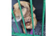 A wet, brown dog sits behind green metal bars, looking sideways. The dog has a purple bandage on one leg, conveying a sense of vulnerability and confinement.