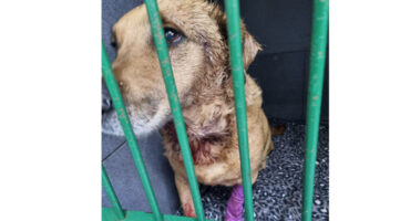 A wet, brown dog sits behind green metal bars, looking sideways. The dog has a purple bandage on one leg, conveying a sense of vulnerability and confinement.