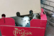 Two small, fluffy white puppies peek out from a red cardboard box labeled "frupak," set against a concrete and brick background. They appear curious and playful.