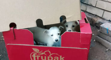 Two small, fluffy white puppies peek out from a red cardboard box labeled "frupak," set against a concrete and brick background. They appear curious and playful.