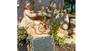 Stone sculpture of three cherubic figures intertwined, surrounded by plants. A chalkboard sign with text stands in front, conveying whimsy and curiosity.