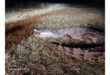 A crocodile lying on grassy ground at night, illuminated by a bright light. Its mouth is open slightly, and its textured scales are clearly visible. The scene feels tense and natural.