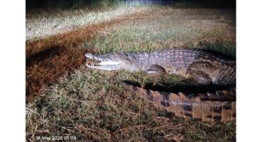 A crocodile lying on grassy ground at night, illuminated by a bright light. Its mouth is open slightly, and its textured scales are clearly visible. The scene feels tense and natural.