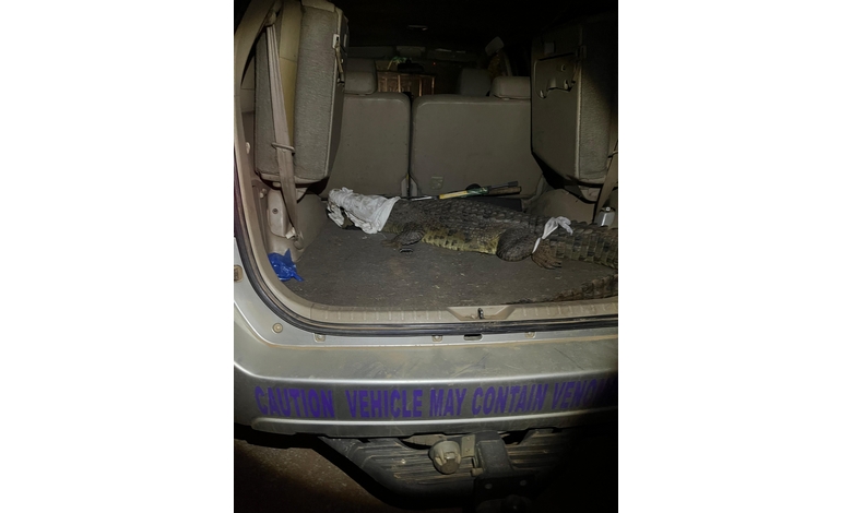The open trunk of an SUV reveals an crocodile lying on the floor. A warning label reads, "Caution Vehicle May Contain Venomous Reptiles."