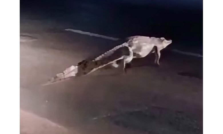 A large crocodile walks across a dimly lit road at night. The street is deserted, and the scene conveys a sense of calm and quiet.