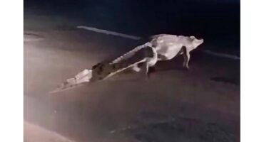 A large crocodile walks across a dimly lit road at night, its long tail dragging behind. The scene conveys a sense of caution and curiosity.