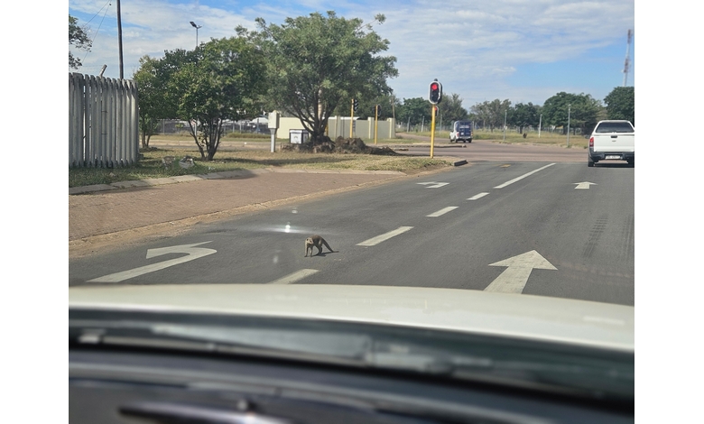 A mongoose crosses an empty road in an urban area, viewed from a car interior. Trees and a traffic light are visible under a partly cloudy sky.