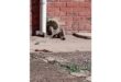 Three mongooses are gathered on a concrete path next to a red brick wall. One holds a green object. There's a relaxed, sunny atmosphere.