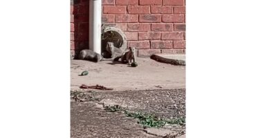 Three mongooses are gathered on a concrete path next to a red brick wall. One holds a green object. There's a relaxed, sunny atmosphere.