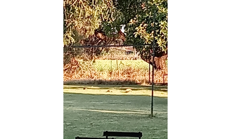 Mongooses can be seen in a serene back garden with lush green grass under a large tree. Bright sunlight highlights the distant field, adding warmth to the calm setting.