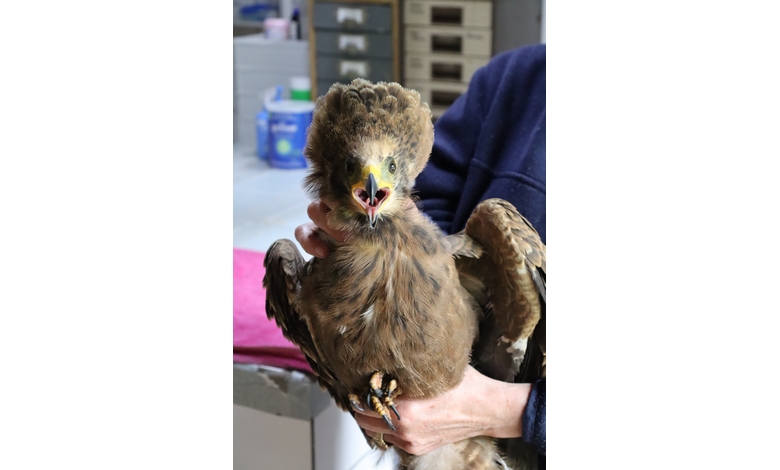 A person in a blue sweater holds a fluffy, young eagle in a veterinary setting. The eagle looks forward with its beak open, conveying curiosity.