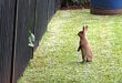 A curious rabbit stands on its hind legs on a grassy lawn, staring at a leaf stuck in a wooden fence. The scene conveys curiosity and whimsy.
