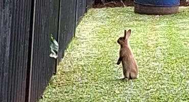 A curious rabbit stands on its hind legs on a grassy lawn, staring at a leaf stuck in a wooden fence. The scene conveys curiosity and whimsy.