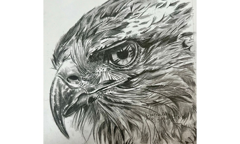 Black and white pencil drawing of a hawk's head in profile view. Detailed feathers, sharp beak, and intense eye convey focus and strength.