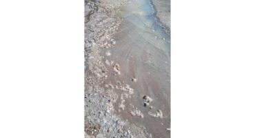 The stream of raw sewage.