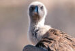 Close-up of a vulture facing the camera, showcasing its sharp beak and detailed plumage. The background is a soft, neutral blur, emphasizing the bird's intense gaze.
