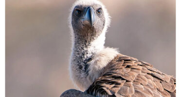 Close-up of a vulture facing the camera, showcasing its sharp beak and detailed plumage. The background is a soft, neutral blur, emphasizing the bird's intense gaze.