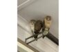 Three owls perch closely on a metal beam inside a building, their eyes closed, appearing calm and content against a light gray ceiling.