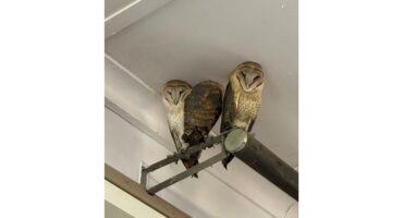 Three owls perch closely on a metal beam inside a building, their eyes closed, appearing calm and content against a light gray ceiling.