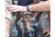 Three people help rescue a koedoe trapped in a narrow, muddy channel. The mood is focused and urgent, as hands gently guide the koedoe to safety.