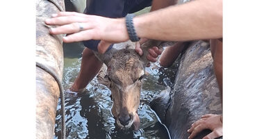Three people help rescue a koedoe trapped in a narrow, muddy channel. The mood is focused and urgent, as hands gently guide the koedoe to safety.