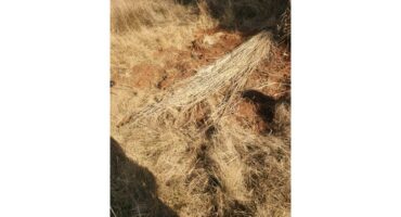 The shallow grave.
