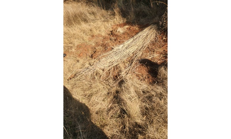 Woman's body found in shallow roadside grave