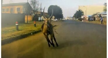 Die waterbok.