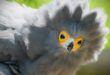 Mystery of African harrier-hawk's death in Middelburg solved, middelburg, mpumalanga, dullstroom, animals, birds, killings, pallet guns, birds of prey, middelburg community, mystery